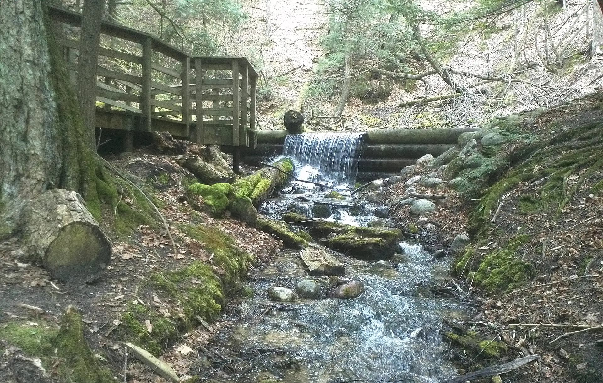 Large Springs near Oscoda, Michigan